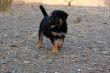 picolina_3309.jpg