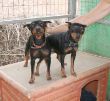 Tom&Cherry_3379.jpg