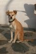 Bonita_5671223_n.jpg