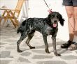 Maisie4115381_n.jpg