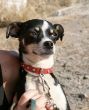 Roxy_4504639_n.jpg