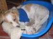Camillo