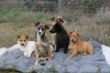 The gang von Aguilas