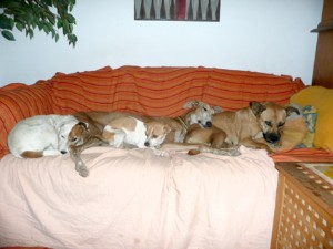 Couch "Potatas"